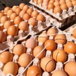 AVICOLA REQUIERE EMPACADORES DE HUEVOS + DE 70 PUESTOS LABORALES